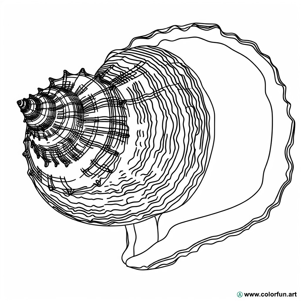 2 tropical seashell coloring pages