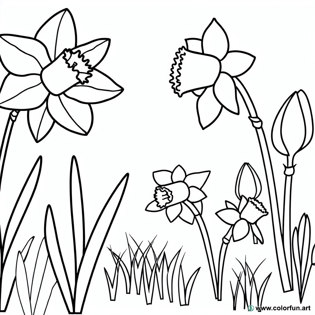 coloring page daffodil flower