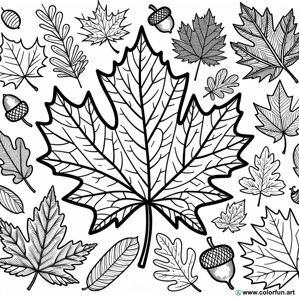 coloring page different autumn leaves