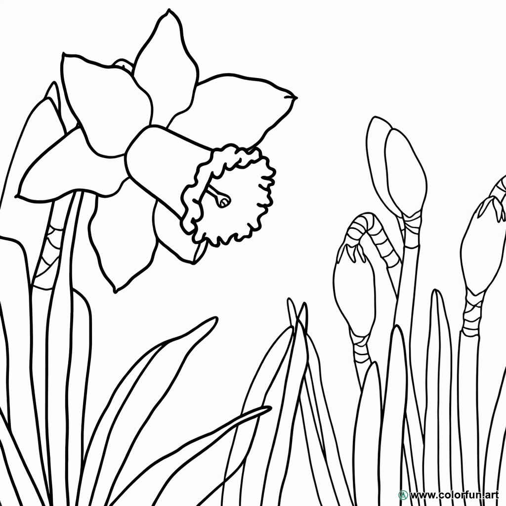 coloring page daffodil flower
