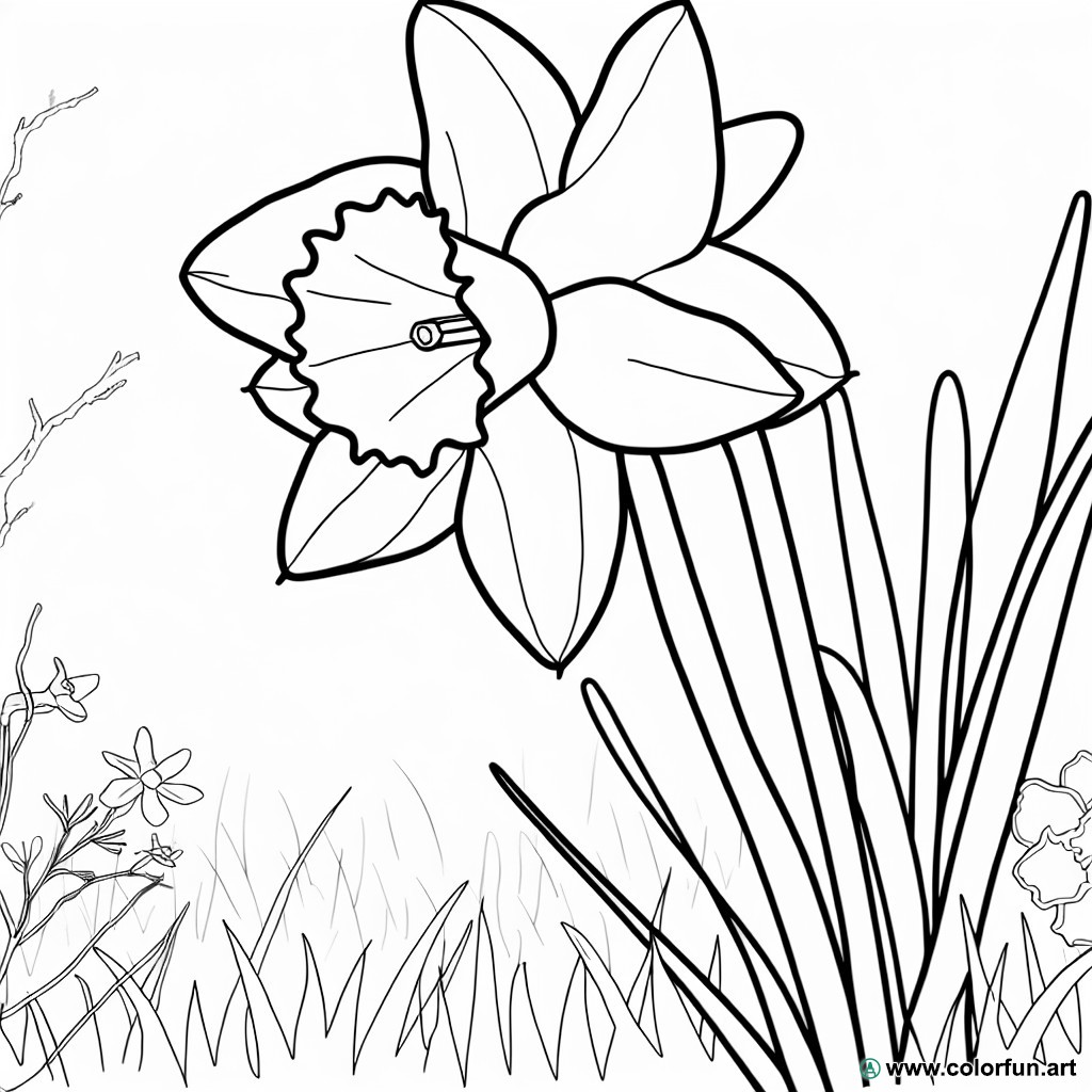 coloring page nature daffodil