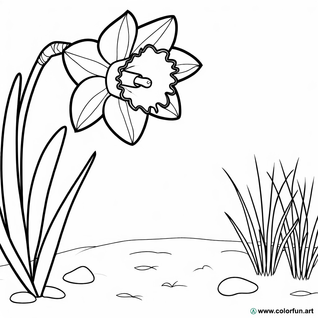 easy daffodil coloring page