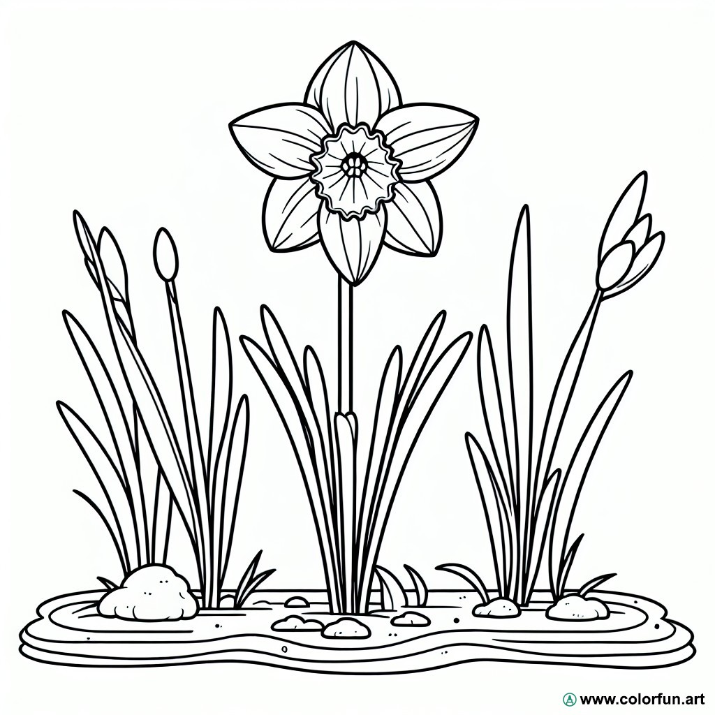 botanical daffodil coloring page