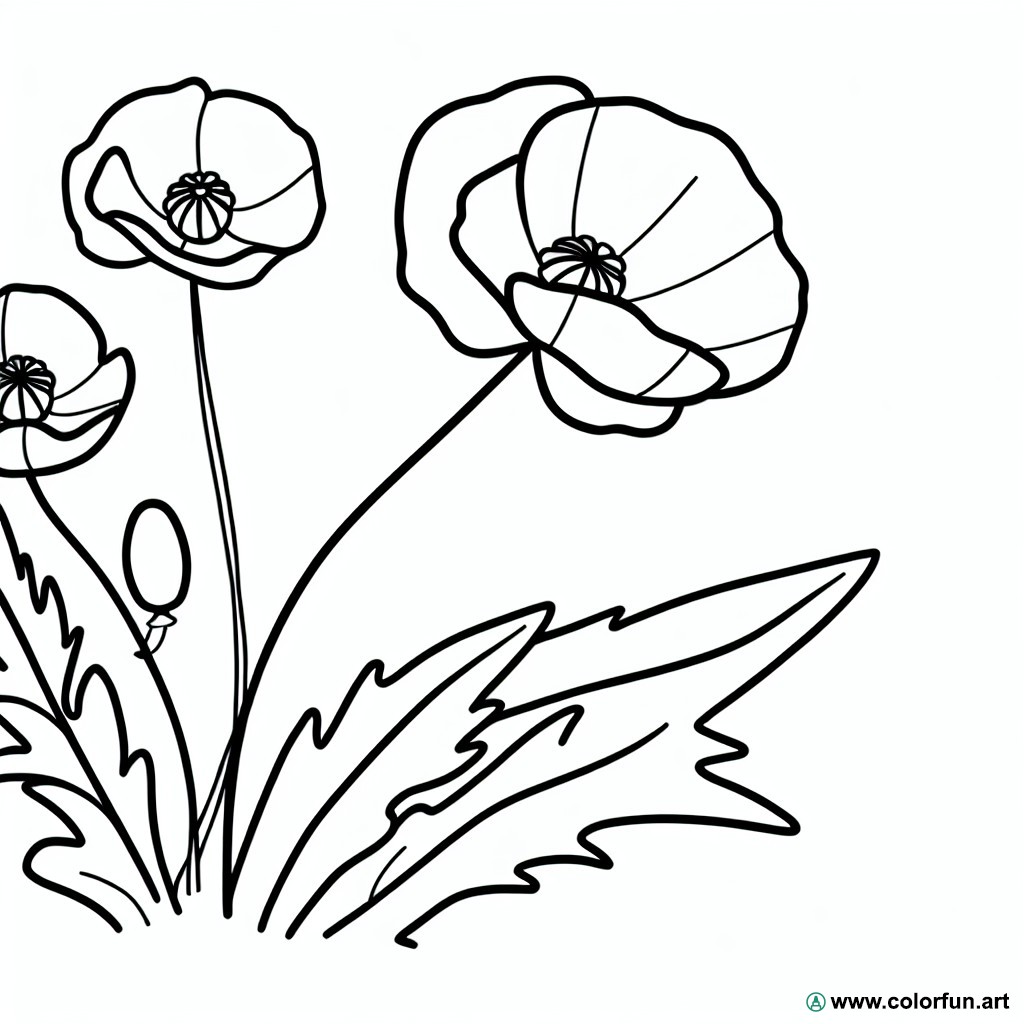 coloring page poppy nature