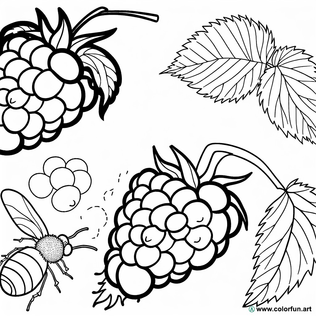 sweet raspberry coloring page