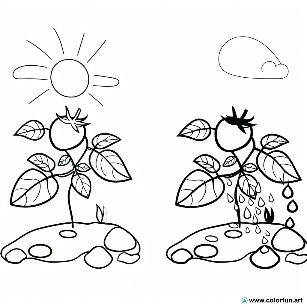 Tomato plant coloring page