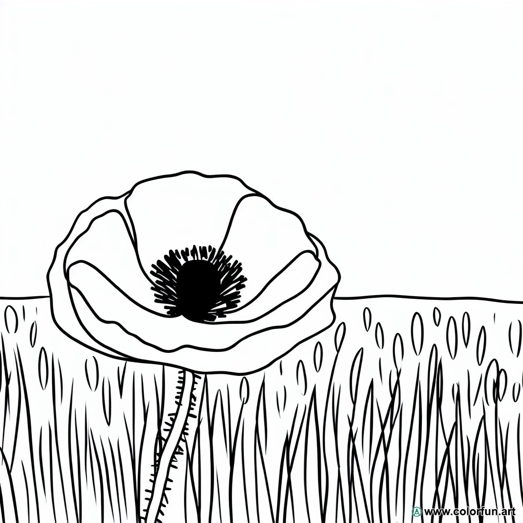 coloring page poppy field